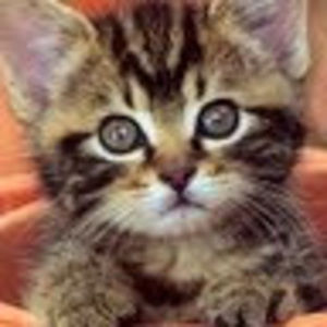 Meet your Posher, Grace